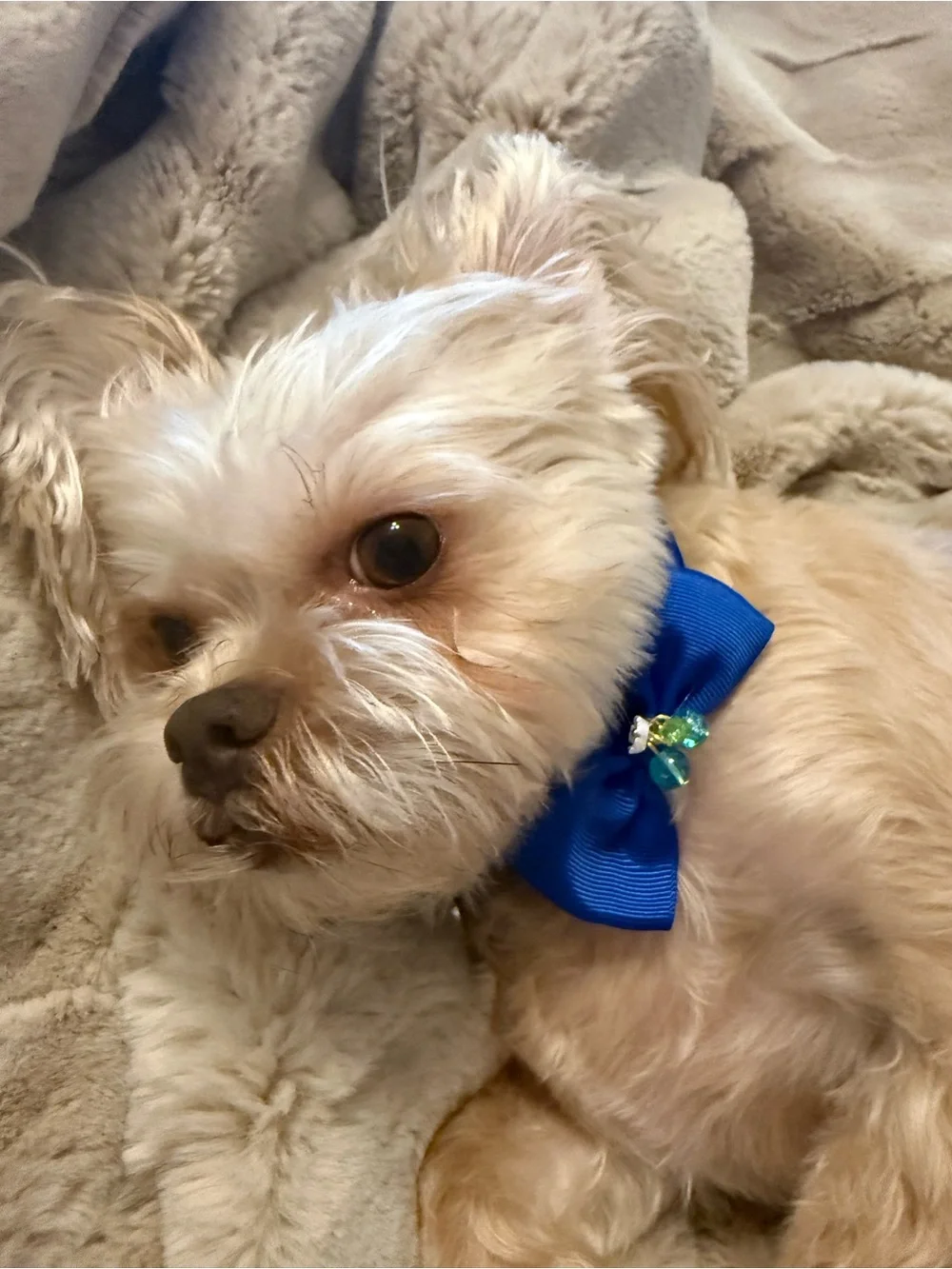 Dog (bundle of 8) Hand Crafted Necktie, Bow with Blue and Mini Bows